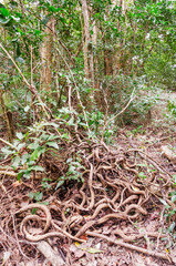 
Tropical rainforest in Daintree River National Park in Queensland, Australia. 
