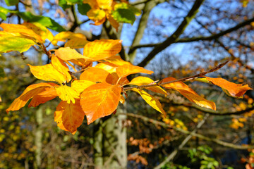 Fagus sylvatica Rotbuche Blatt Herbstfärbung