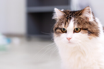 Obraz premium A closeup view featuring a brown and white cat gazing directly at the camera