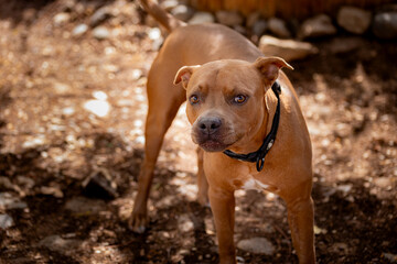 Tierna Felicidad: Adorable Pitbull Staffordshire Marrón Disfrutando al Aire Libre en el Jardín