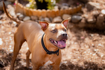 Tierna Felicidad: Adorable Pitbull Staffordshire Marrón Disfrutando al Aire Libre en el Jardín