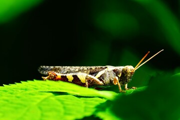  Close-up video of a grasshopper perched on a green leaf. The body of the grasshopper is dark with yellow stripes and has long antennae extending forward. The background is dark.   