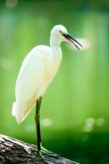 Egrets, which are common ground-feeding birds, are characterized by their slender bodies, long legs, and pointed beaks. The bird in the picture is perched on a branch.