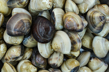 Fresh clams for seafood background
