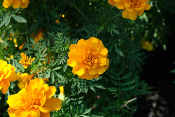 Orange flowers in the park