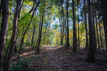 薄っすらと紅葉した木々に囲まれた森の小径