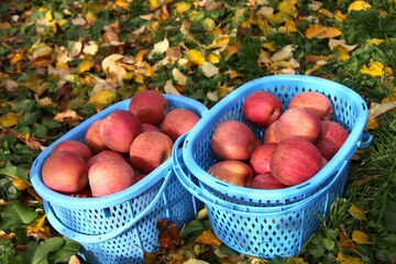 カゴいっぱい収穫したリンゴ