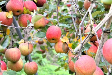 たわわに実るリンゴ