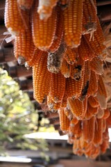 乾燥トウモロコシ　縦位置