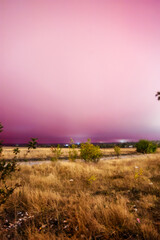a large field of tall, dry yellow grass, near a clearing of dry grass, against a bright pink sky with clouds, during the aurora