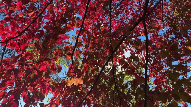 Red autumn leaves.