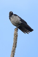 su su