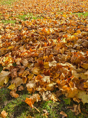 ground covered with a thick layer of orange, yellow, and brown autumn leaves, creating a warm, textured carpet effect. A hint of green grass is visible underneath the fallen leaves