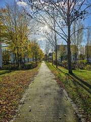 peaceful pathway in an urban park during autumn. The path is lined with trees shedding golden leaves, creating a warm, serene atmosphere under a bright blue sky with sunlight filtering through