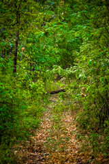 A dirt road in the forest, covered with dry yellow leaves, leading into the distance, through green acacia trees