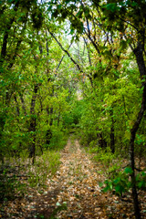 A dirt road in the forest, covered with dry yellow leaves, leading into the distance, through green acacia trees