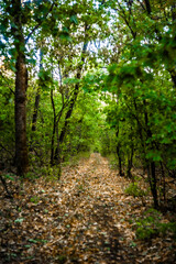 Fototapeta premium A dirt road in the forest, covered with dry yellow leaves, leading into the distance, through green acacia trees