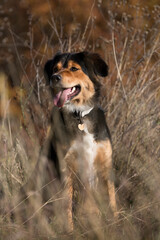 Bernese Mountain Dog-Border Collie-Sheperd Mix sitting in autumnal grass