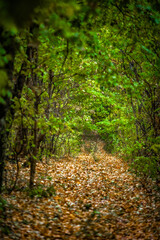 A dirt road in the forest, covered with dry yellow leaves, leading into the distance, through green acacia trees