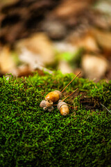 small acorns close up on green moss macro