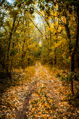 dirt road in autumn forest, covered with orange leaves, leading into the distance, through the pillars of acacia trees, in the morning, golden hour