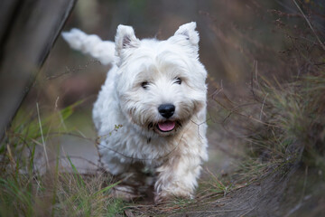 West Highland White Terrier running on a hiking trail