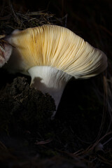 Inedible, illuminated mushroom stands on the forest floor 