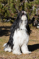 Schapendoes-PON Mix  barking in front of an autumnal colored bush