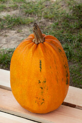 Yellow pumpkin with a tail on the boards.