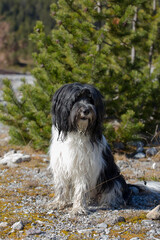 Schapendoes-PON Mix in front of pine tree in the alps