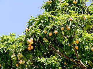 Many mangos hanging from mango tree in summer in guadeloupe, mangifera indica tropical fruit...