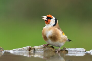 European goldfinch Carduelis carduelis bird songbird wildlife nature predator cock o the north,...