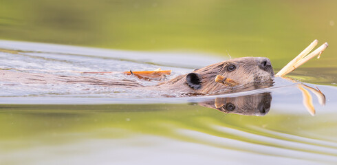 North American Beaver