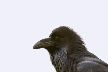 portrait grand d'un grand corbeau de tout près pour usage photo, en transparence, sur fond blanc