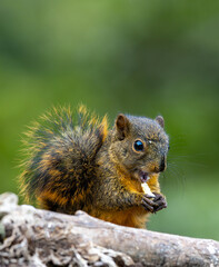Red-tailed squirrel (Sciurus granatensis), feeding in the wild at Monteverde in Costa Rica.