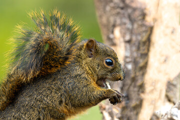 Red-tailed squirrel (Sciurus granatensis), feeding in the wild at Monteverde in Costa Rica.