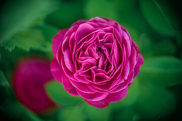 Bright pink floribunda Heidi Klum rose flower with many petals.A rosebud on a green flower bed in...