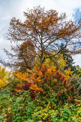 Fototapeta premium Kubtoa Autumn Variety 6