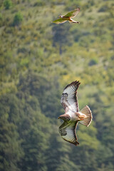 Turmfalke verjagt Mäusebussard