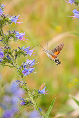 Taubenschwänzchen an einer Blüte