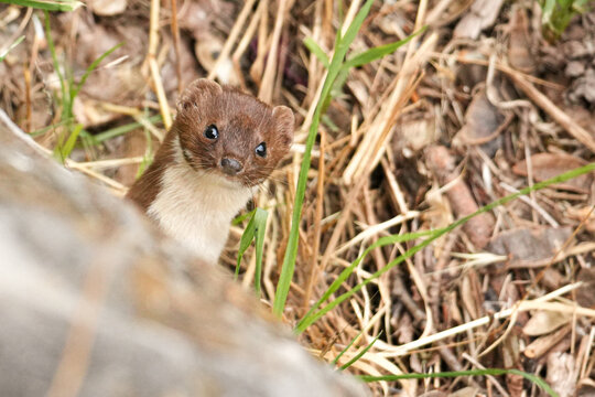 Freches Mauswiesel
