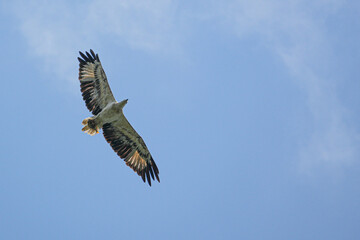 weißbauchseeadler mit Beute