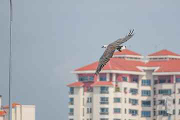 Weißbauchseeadler in Singapur
