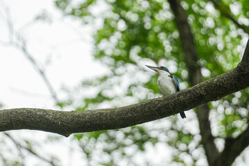 Eisvogel