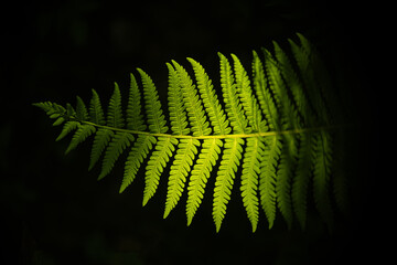A shield fern with green leaves. Green fern on a black background.