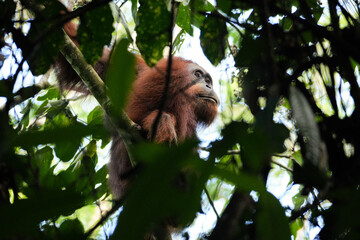 Orang-Utan in einer Baumkrone