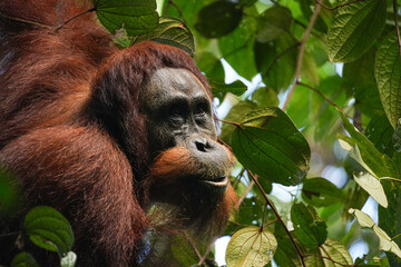Orang-Utan im Porträt