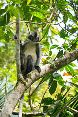 Thomas Affe auf einem Baum