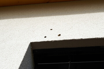 The white facade of the house on which three flies sit and bask.