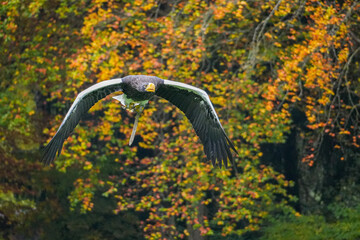 Russischer Riesenseeadler